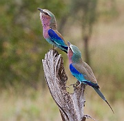 Lilac-breasted roller(coracias caudata)  Tarangire N